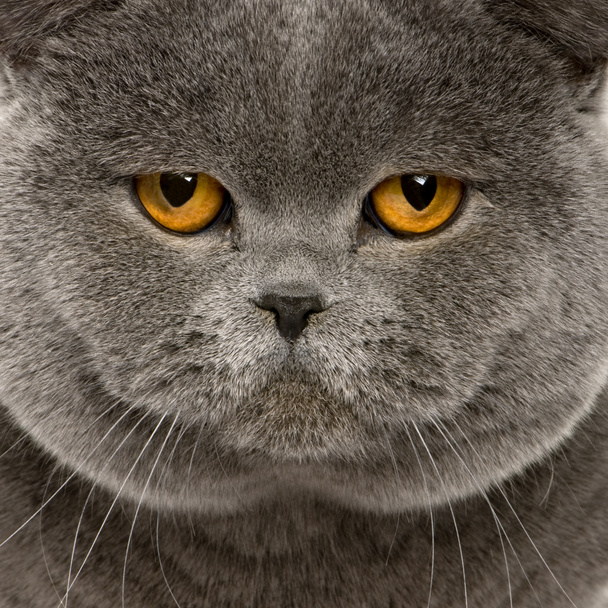 Close up of a British Shorthair (2 Years Old)